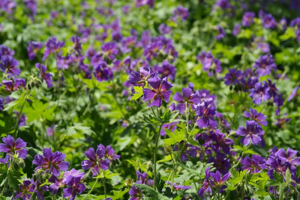 purple petaled flowers field at daytime preview
