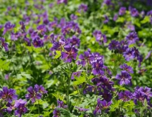 purple petaled flowers field at daytime thumbnail