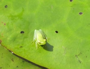 green frog thumbnail