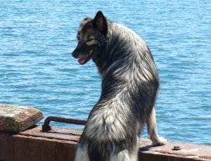 black and gray long coated medium size dog thumbnail