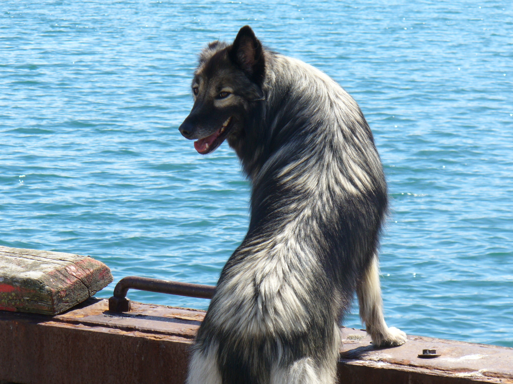 black and gray long coated medium size dog