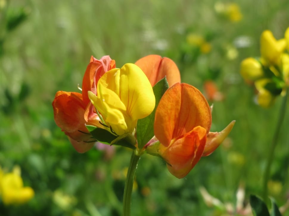 close up photography of yellow and orange flower preview