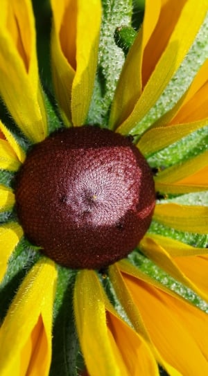 Flower, Garden, Yellow, Summer, flower, close-up thumbnail