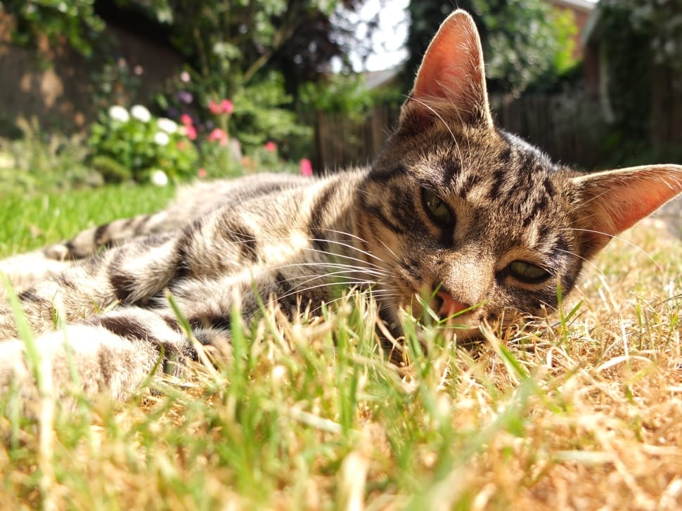 Cat, Garden, Out, Lying, Freewheel, one animal, domestic cat preview