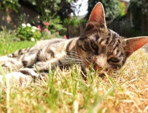 Cat, Garden, Out, Lying, Freewheel, one animal, domestic cat thumbnail