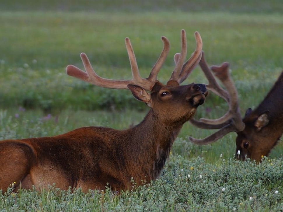two brown deer feeding on green grass field during daytime preview