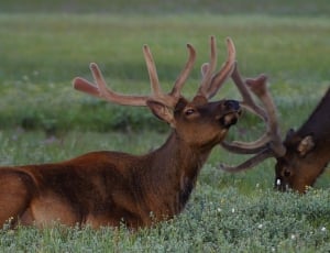 two brown deer feeding on green grass field during daytime thumbnail