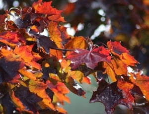 brown Maple leaf during daytime thumbnail