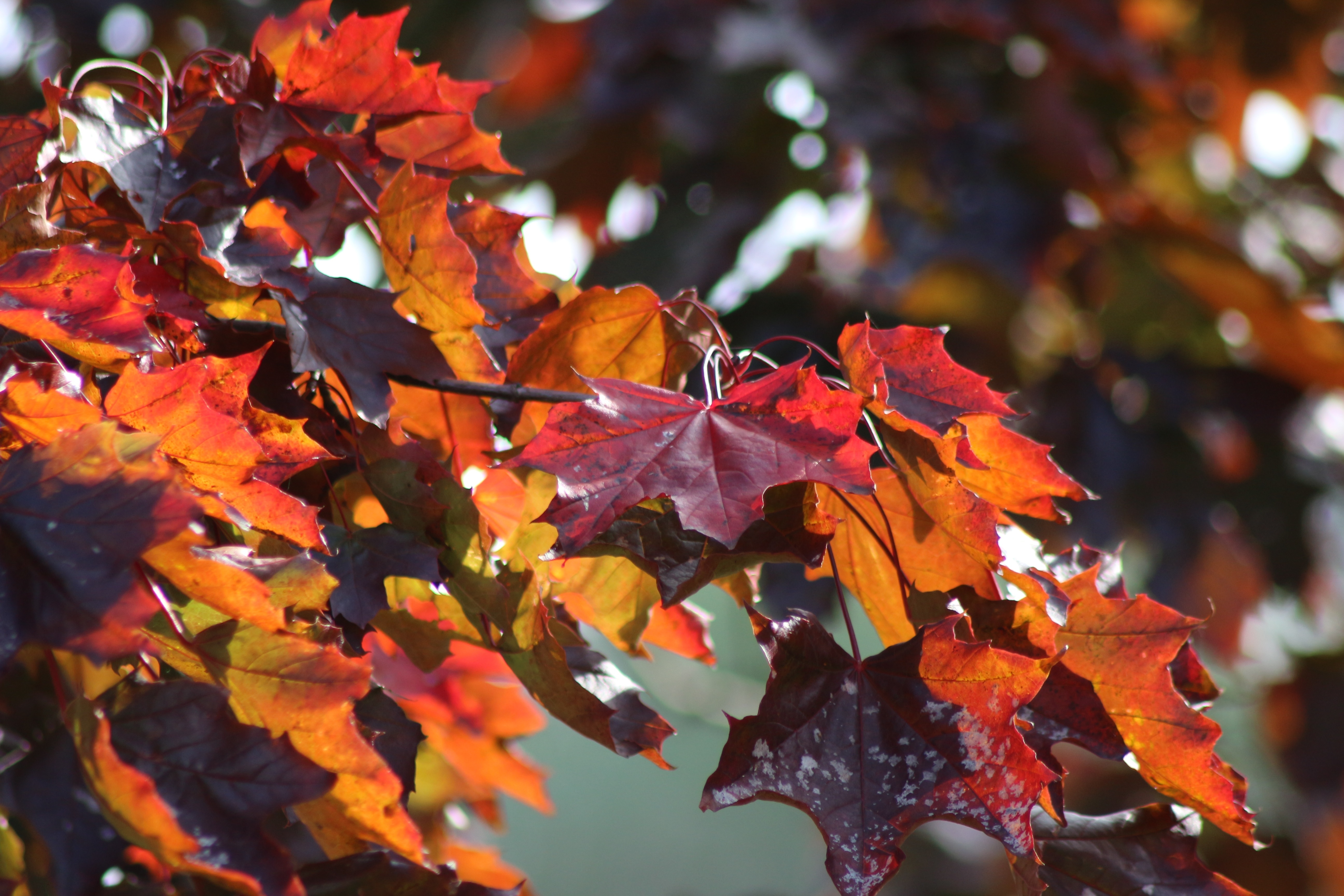 brown Maple leaf during daytime