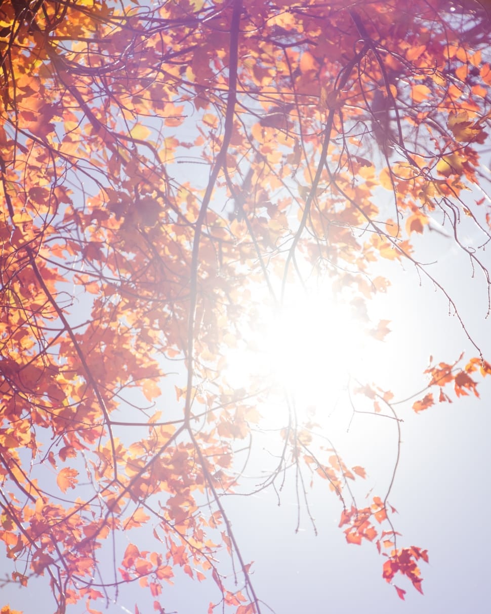 orange leaf and tree preview