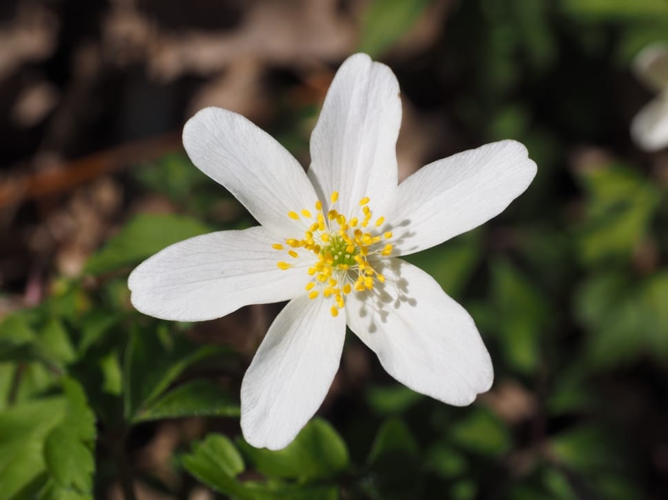 selective focus of white petaled flower preview
