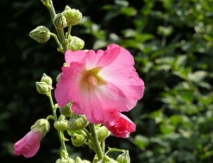 Rose, Garden, Spring, Flower, Hollyhock, flower, petal thumbnail