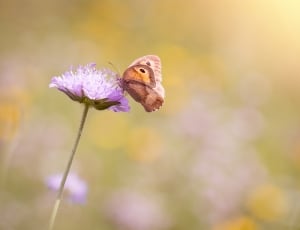 brown and black butterfly and purple petaled flower thumbnail