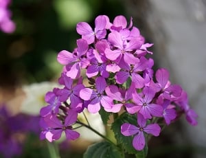 purple petaled flower lot thumbnail