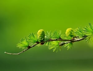 fucos photography of green pinecone thumbnail