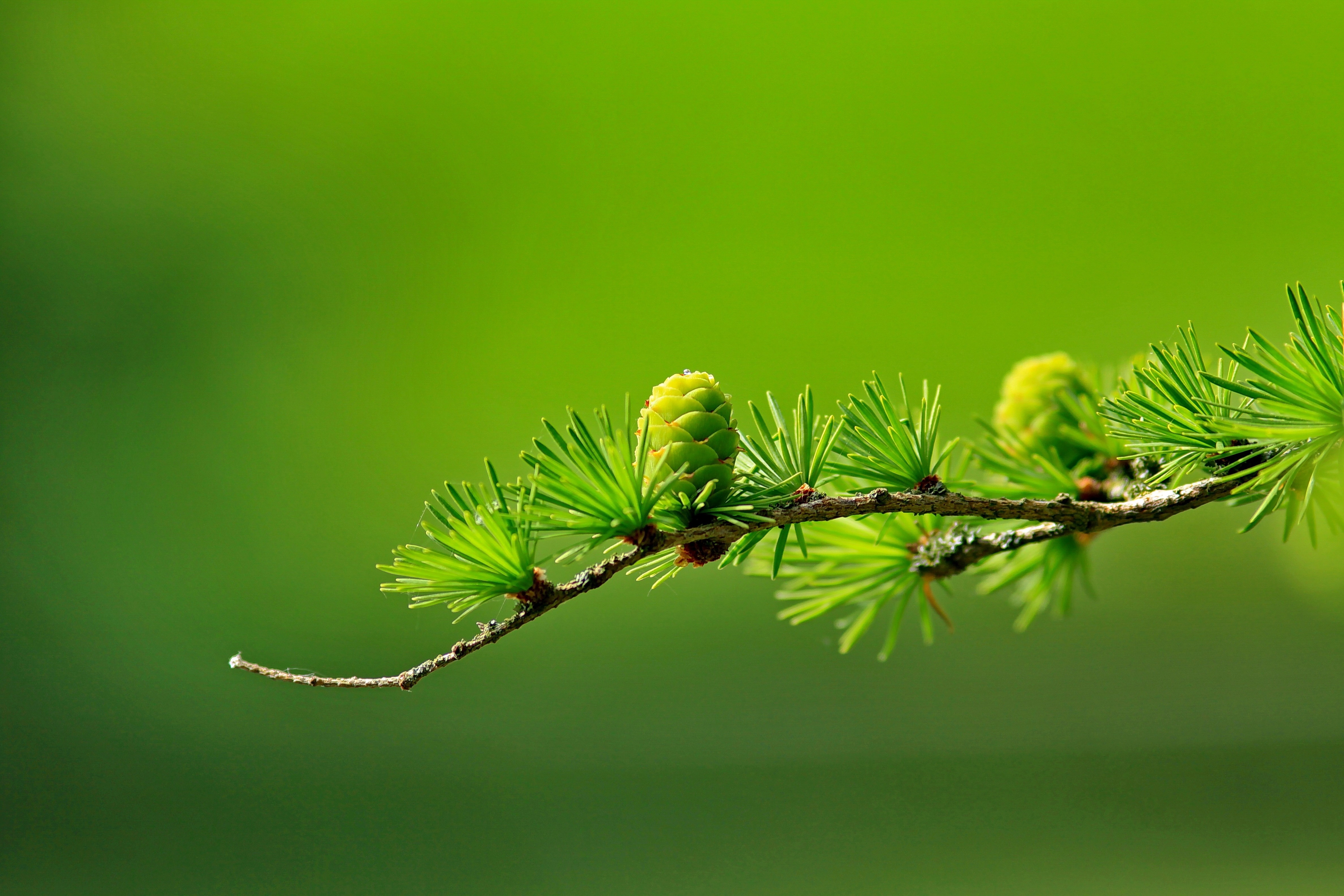 fucos photography of green pinecone