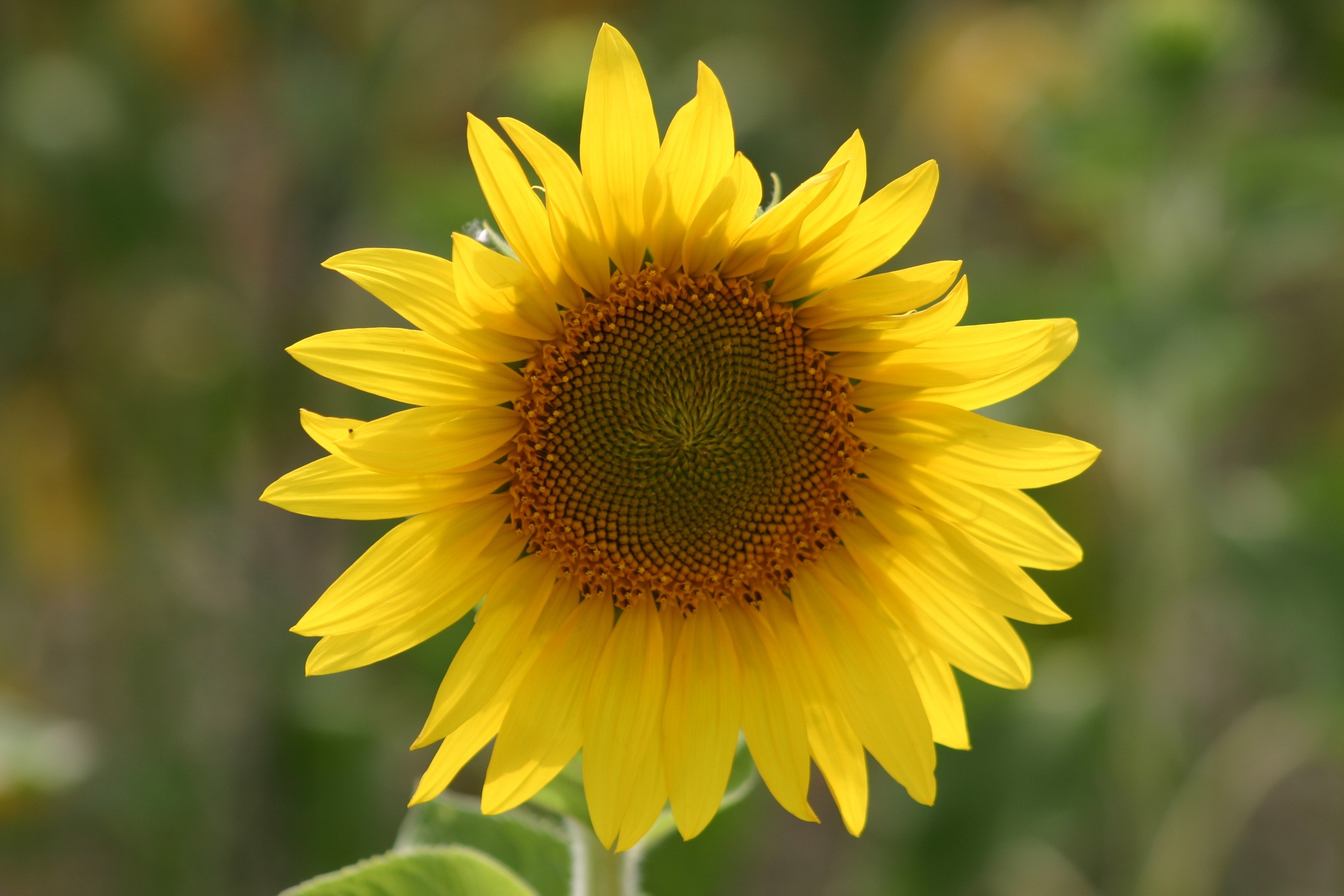 yellow sunflower