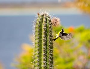black and yellow hummingbird perched on cactus plant thumbnail