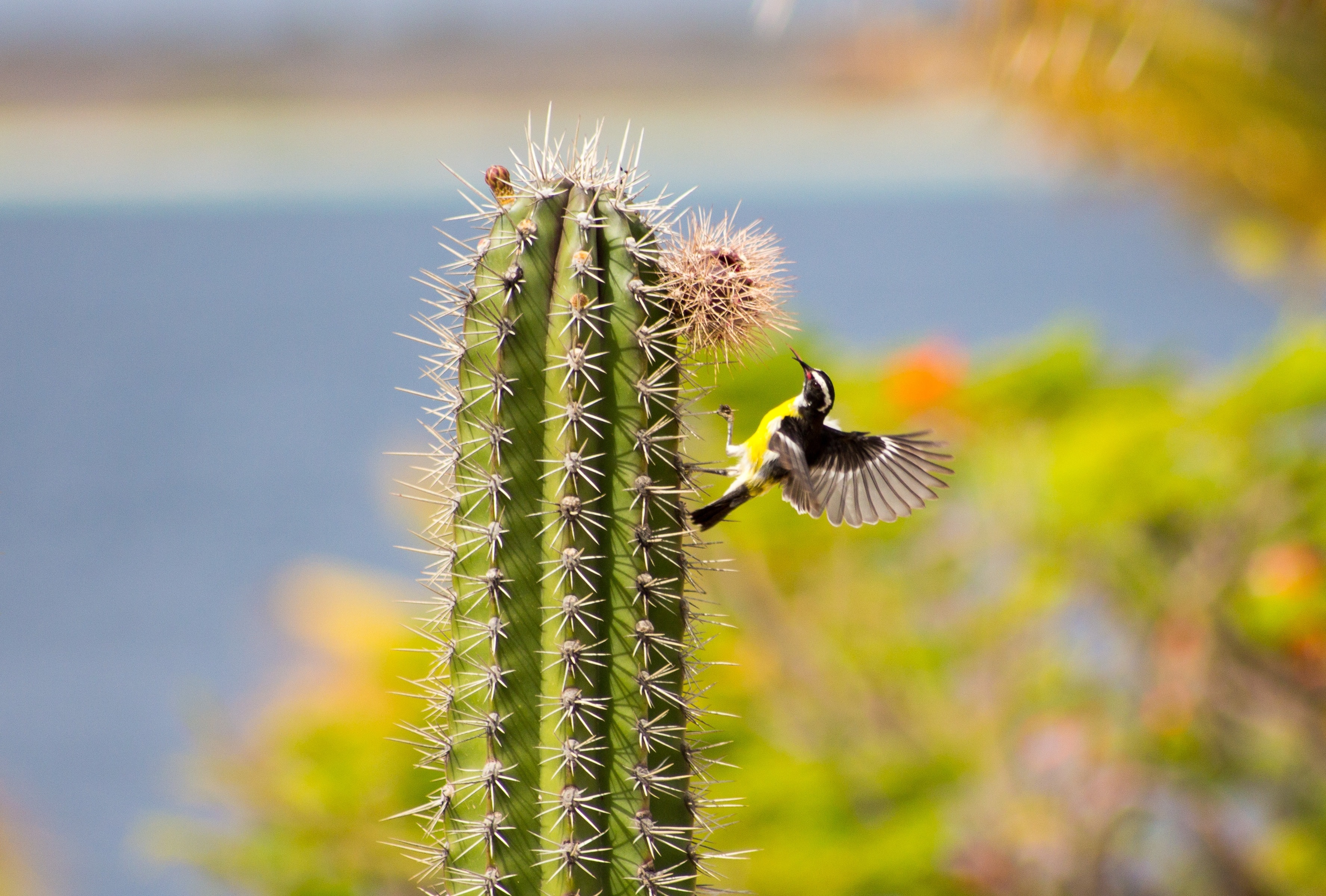 black and yellow hummingbird perched on cactus plant