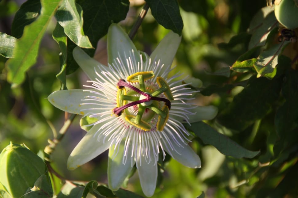 Passion Flower, Climbing, Passionflower, flower, nature preview