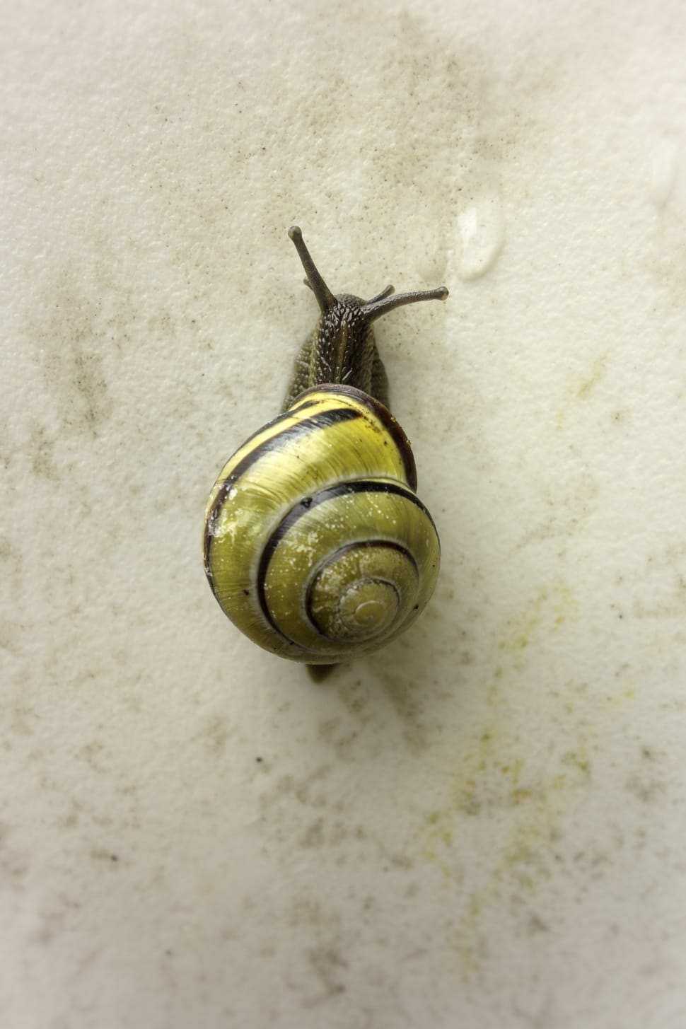 yellow snail preview