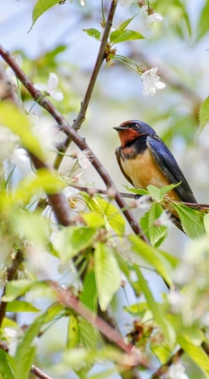 black and brown bird on tree during daytime thumbnail