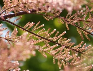 Branch, Tree, Green, Pink, Twig, flower, nature thumbnail
