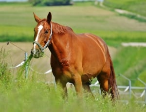 brown and white stallion eating grass during daytime thumbnail