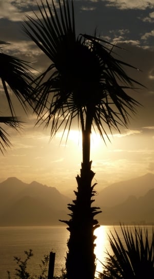 silhouette of fan palm plant thumbnail
