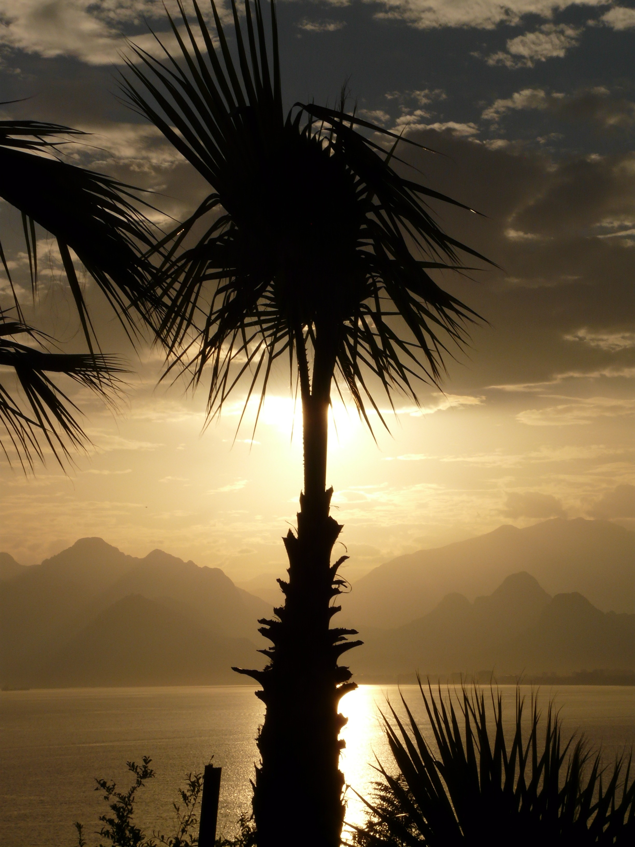 silhouette of fan palm plant