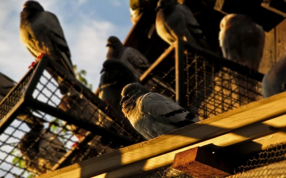 brown pigeons on the house preview