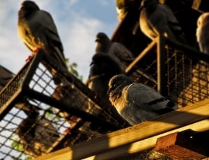 brown pigeons on the house thumbnail