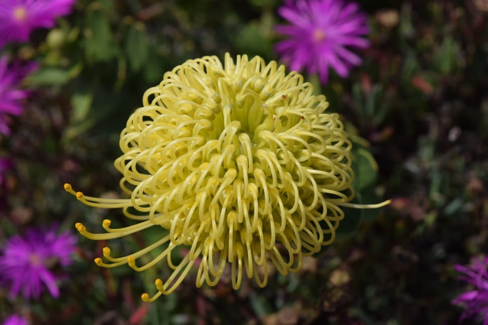 yellow clustered flower preview