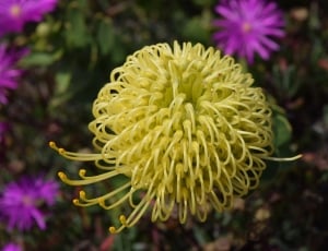 yellow clustered flower thumbnail