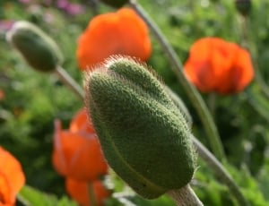 green flower pulp thumbnail