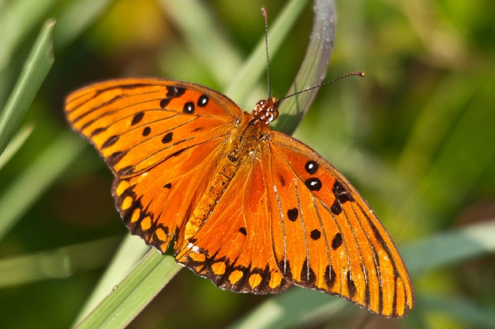Gulf Fritillary, Insect, Butterfly, butterfly - insect, insect preview