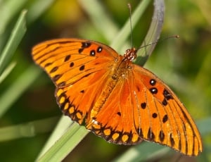 Gulf Fritillary, Insect, Butterfly, butterfly - insect, insect thumbnail