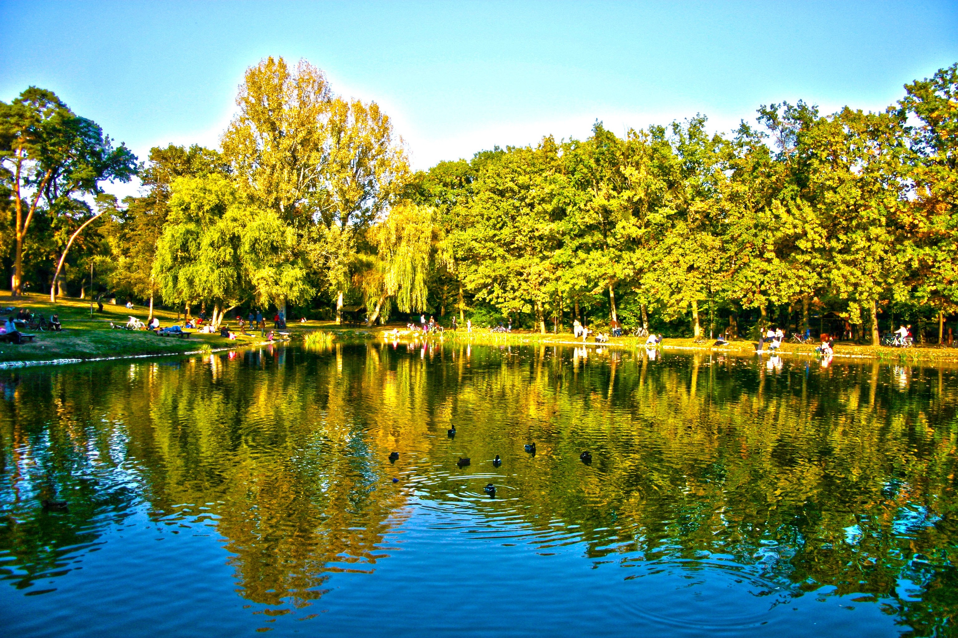 Debrecen, Lake, Békás-Tó, Hungary, Pond, , 