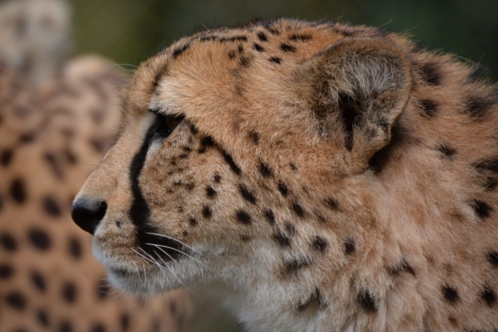 closeup photography of Cheetah preview