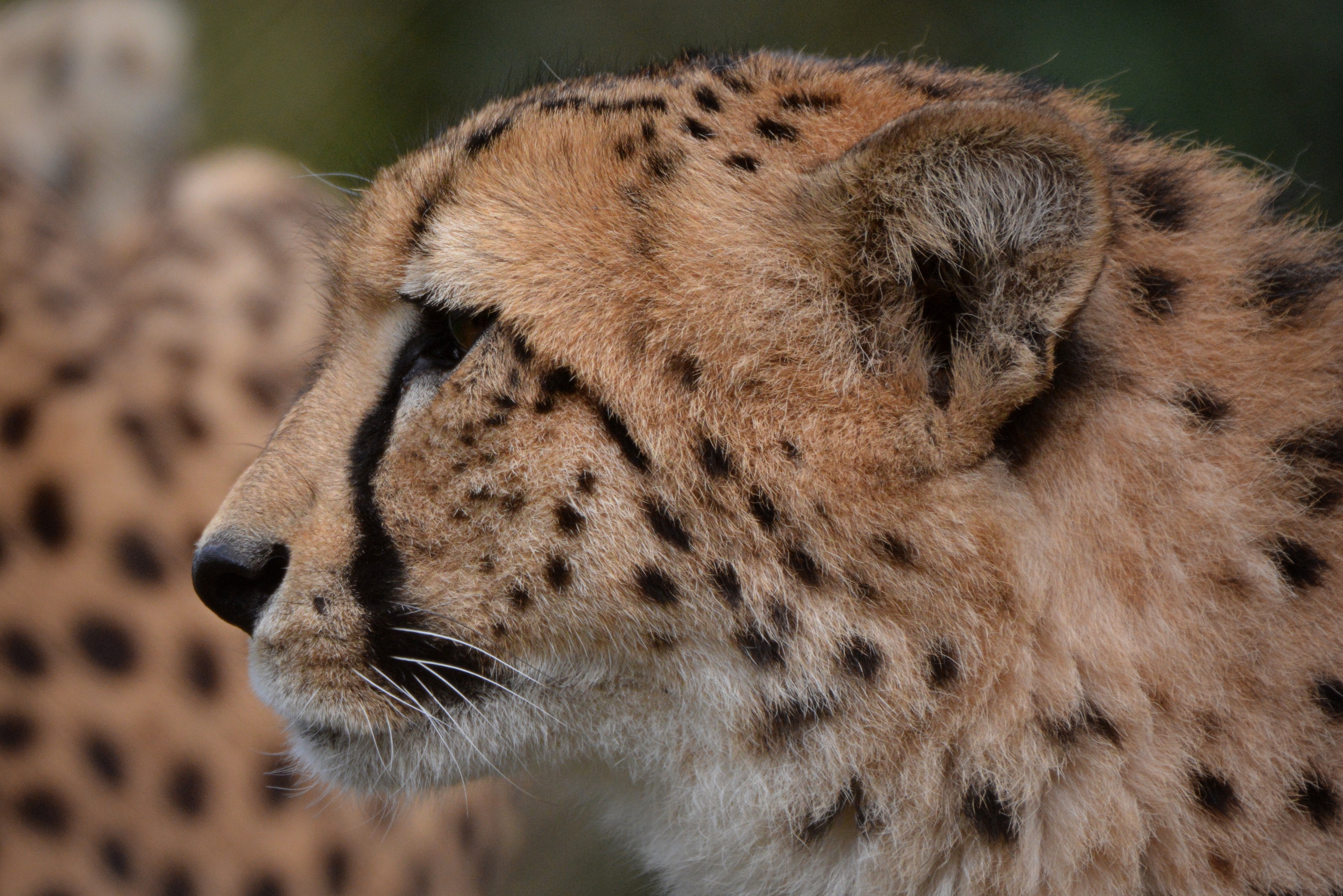 closeup photography of Cheetah