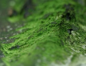 green moss thumbnail