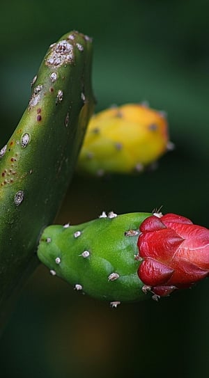 dragon fruit plant thumbnail