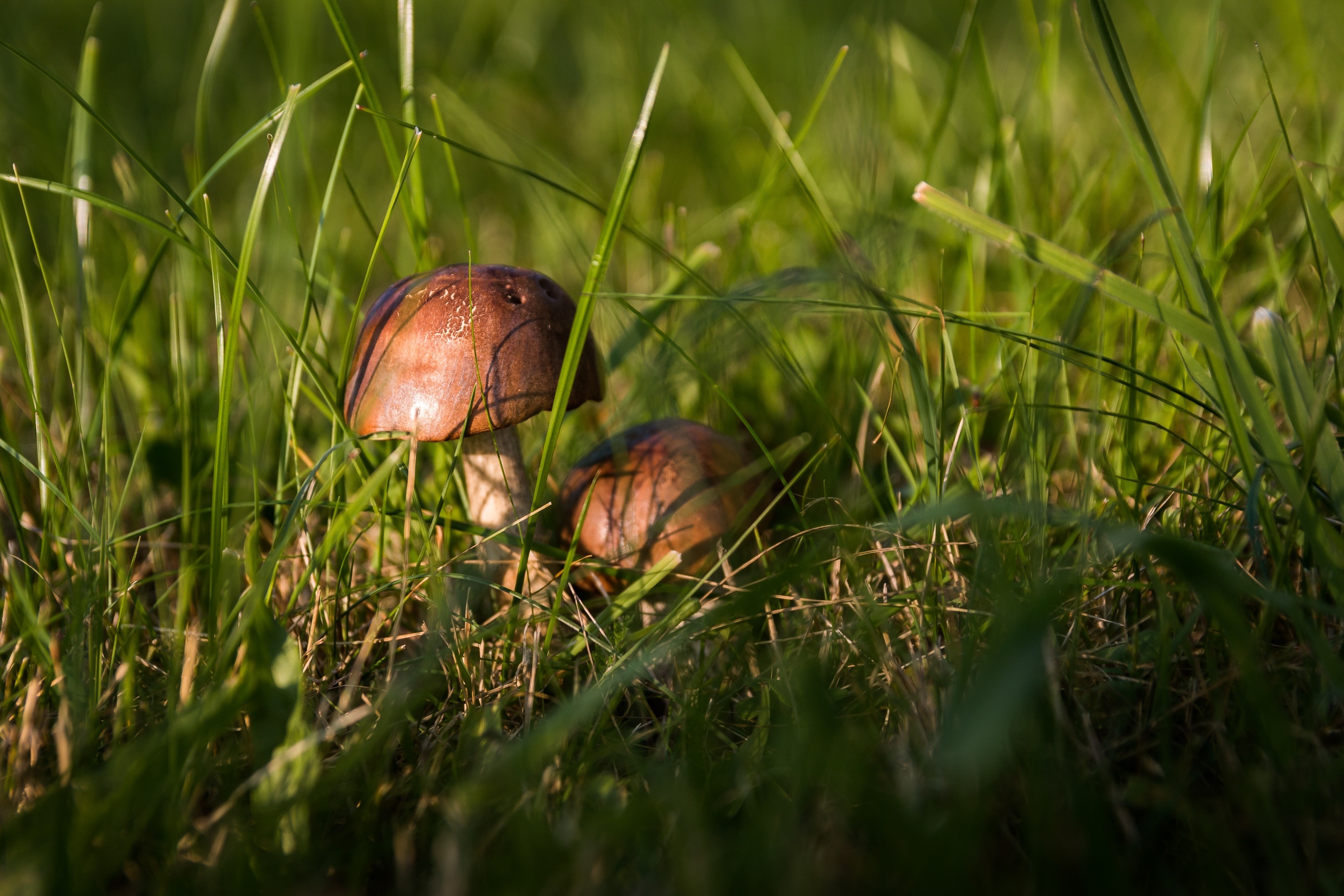 2 brown mushrooms