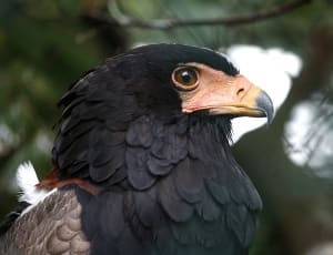 black and brown eagle thumbnail