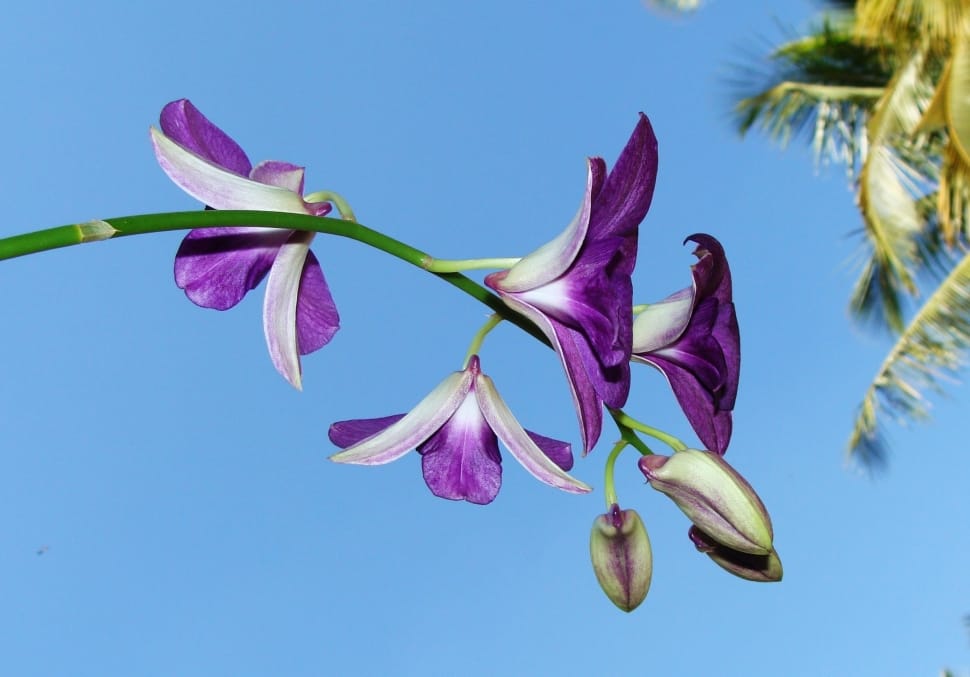 Purple, Dendrobium, Flower, Orchid, blue, no people preview