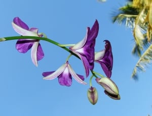 Purple, Dendrobium, Flower, Orchid, blue, no people thumbnail