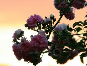 Roses, Plant, Flower, Rosebush, Floral, flower, growth thumbnail