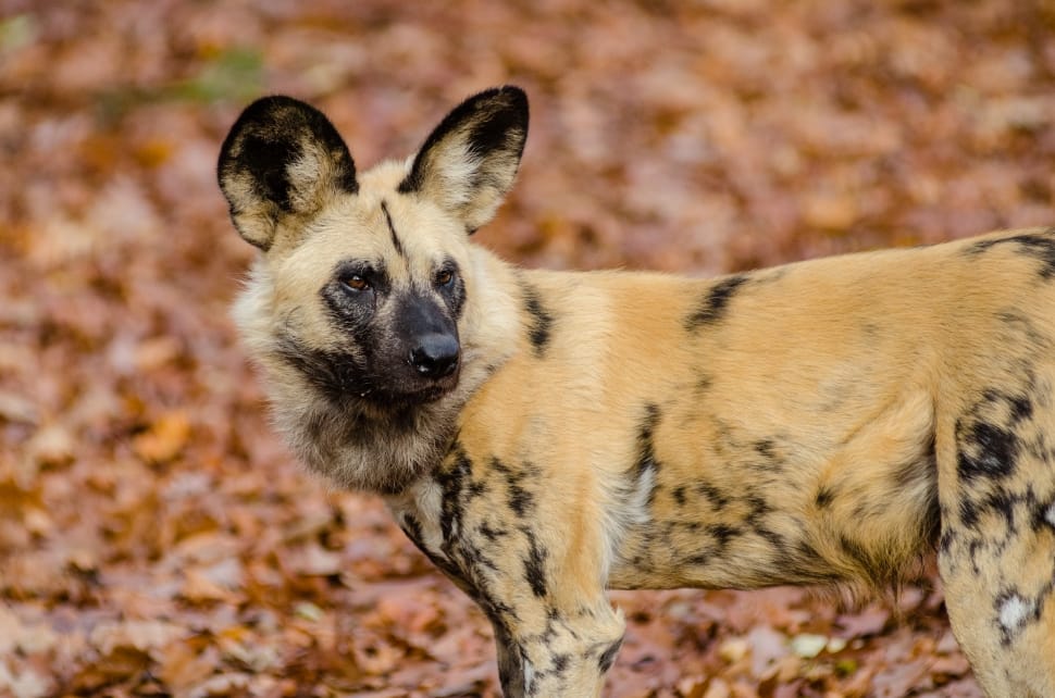 African wild dog preview