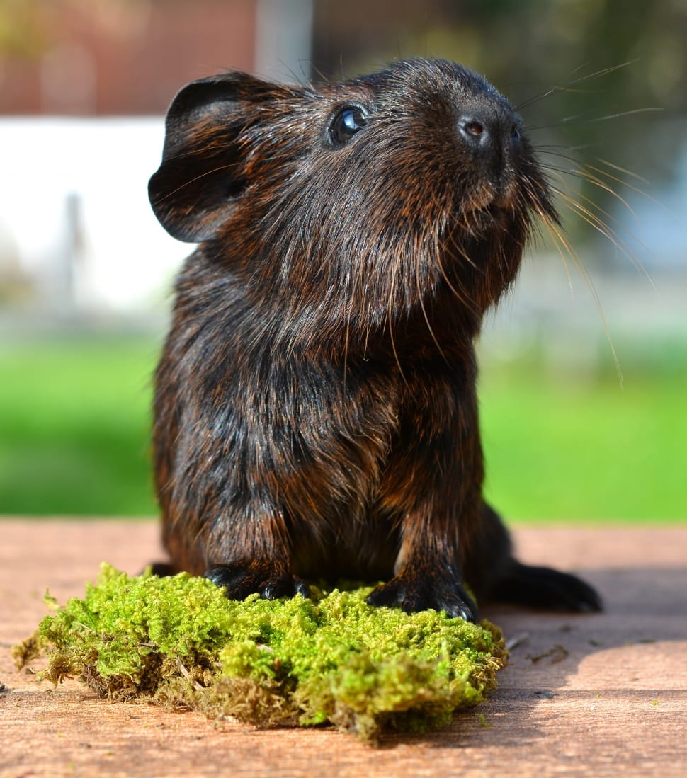 Gold Agouti, Nager, Guinea Pig, Pet, one animal, animal wildlife preview