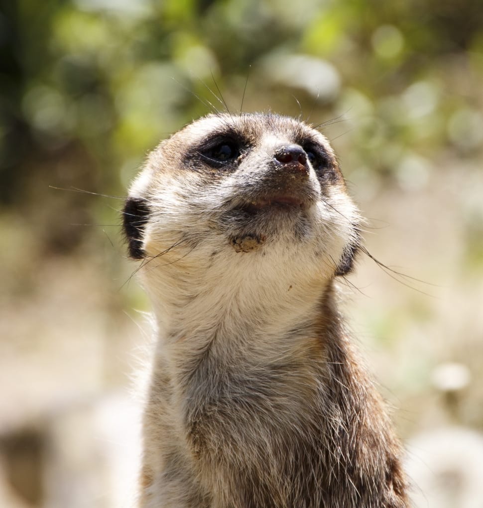 close up photography of meerkat preview